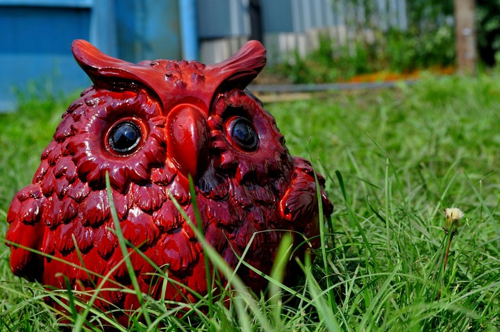 owl