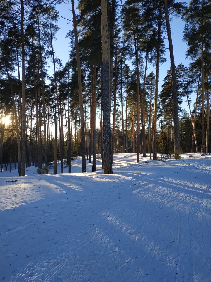 my lovely forest.