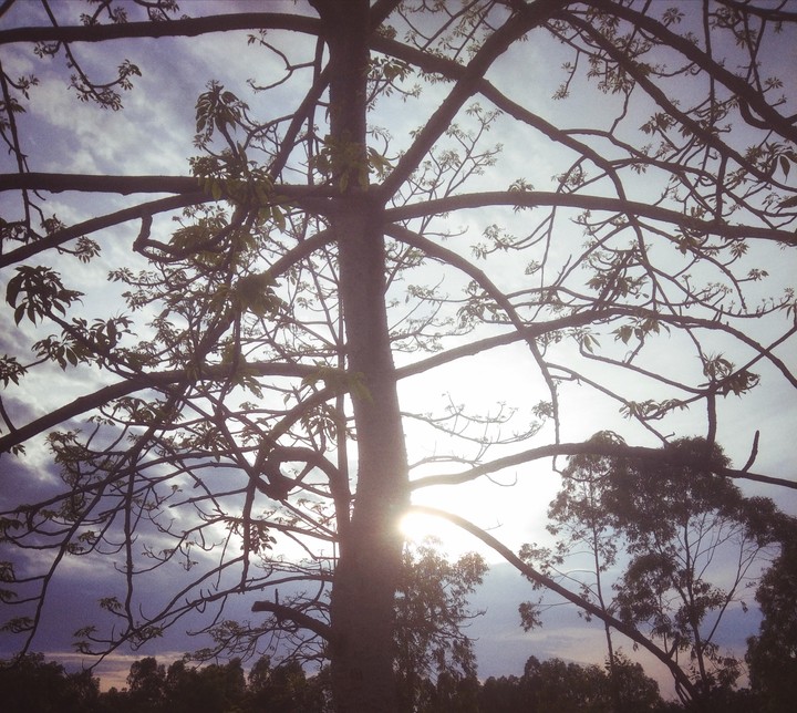 Evening