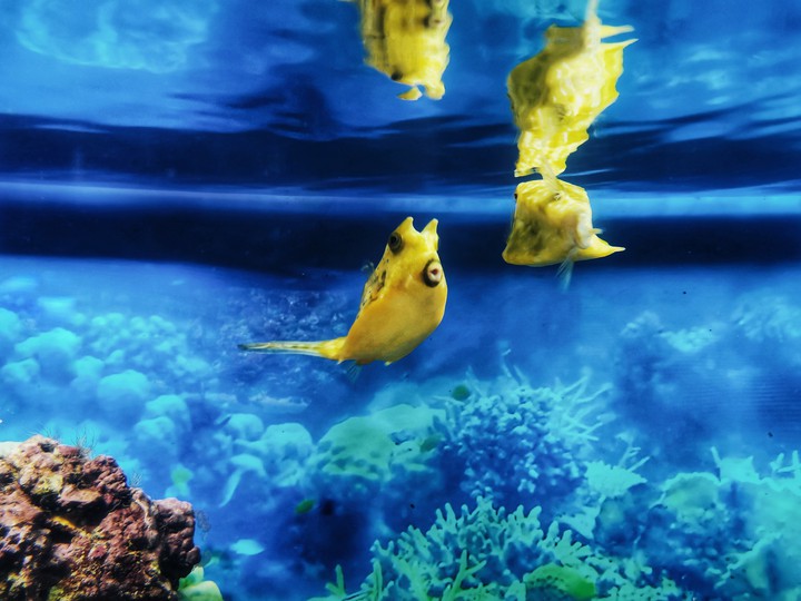 oceanarium