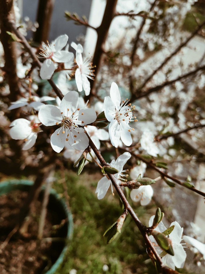 flowers