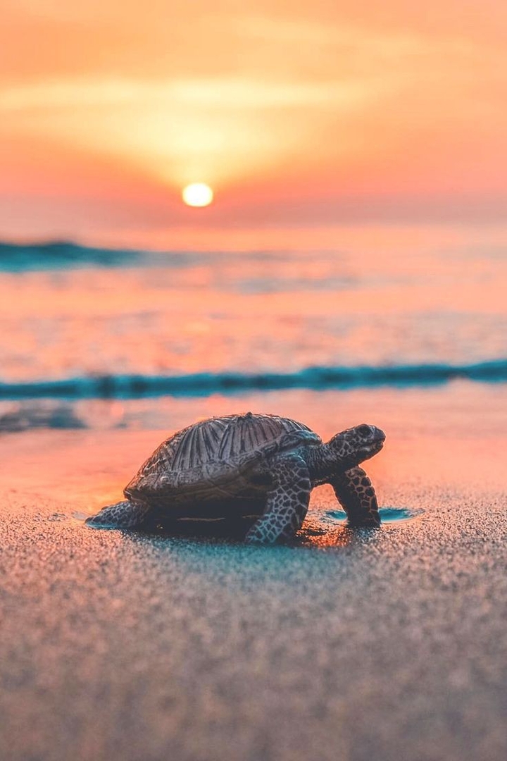 turtle