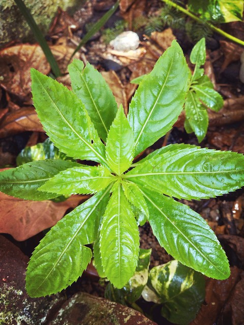 plant