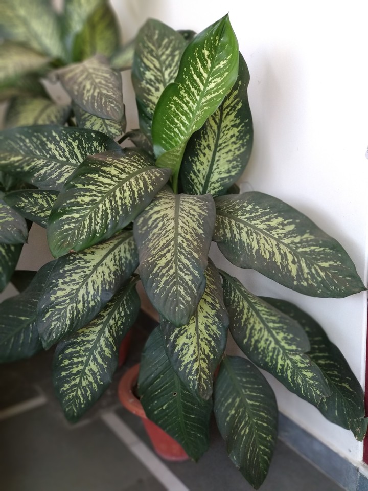 Decorative Plant