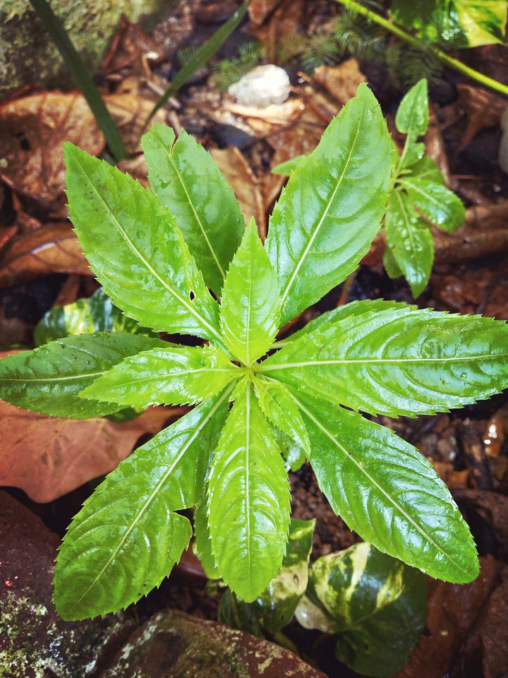 plant