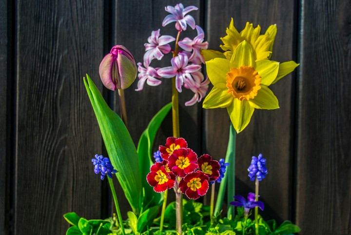 Flowers