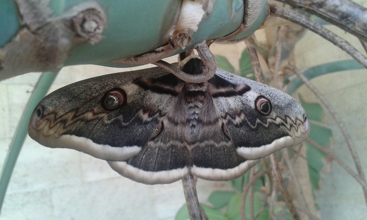 Night butterfly - a small monster sitting on the monstera