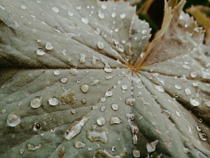 Leaf