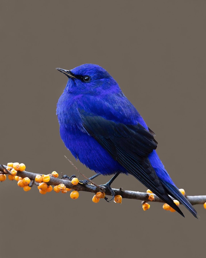 Indigo bird
