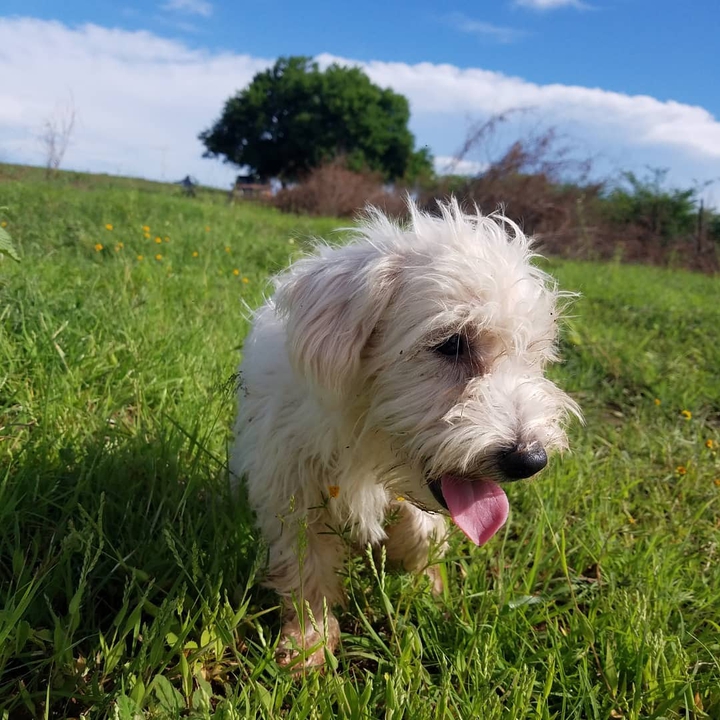 Little Dog.