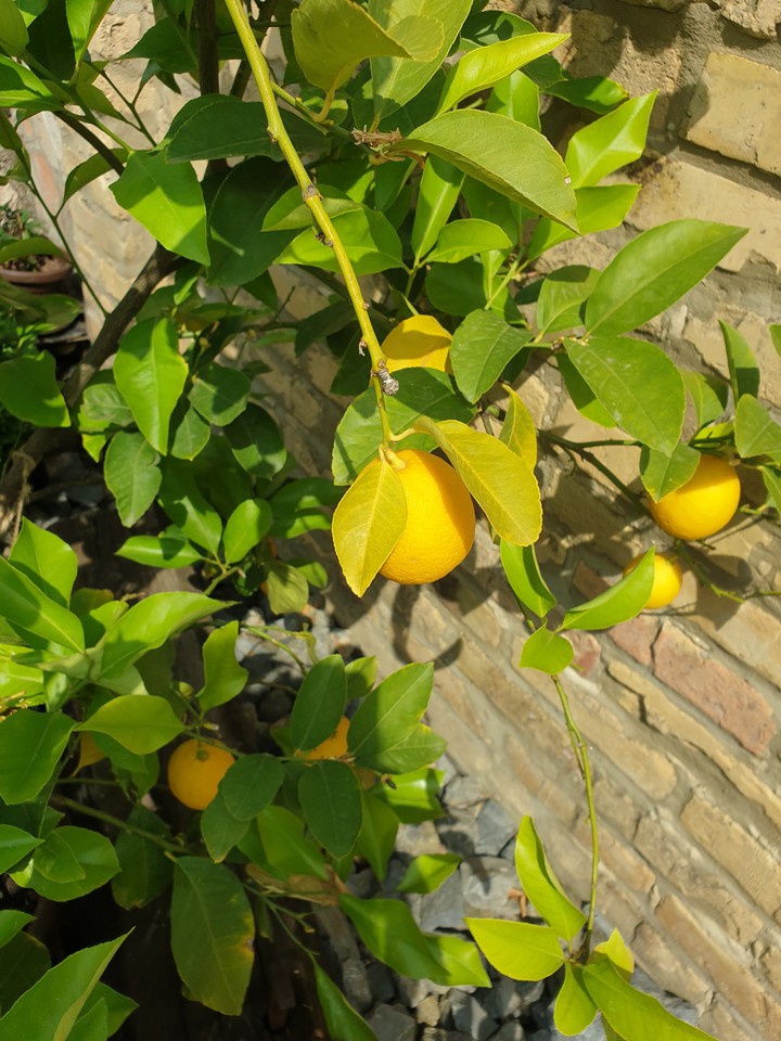 lemon??