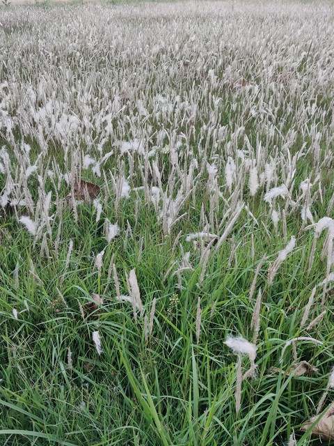 fields