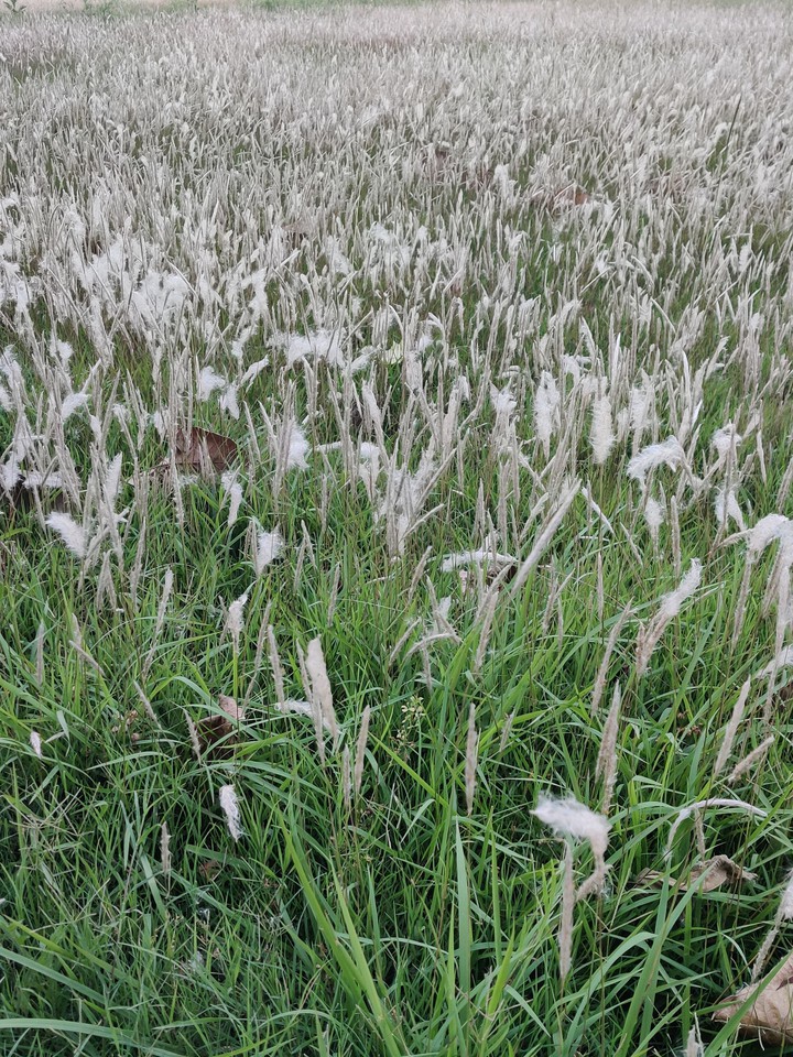 fields