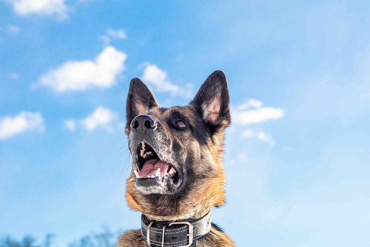 Dog