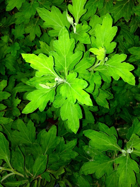 green