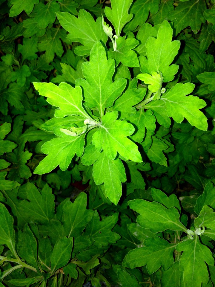 green