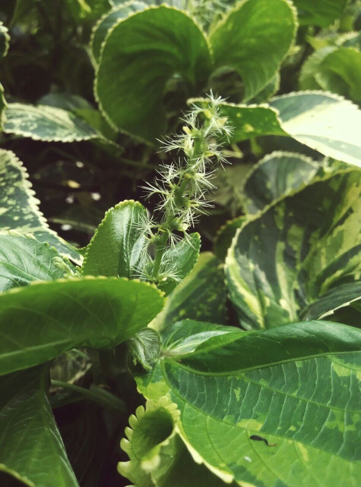 typical flower
