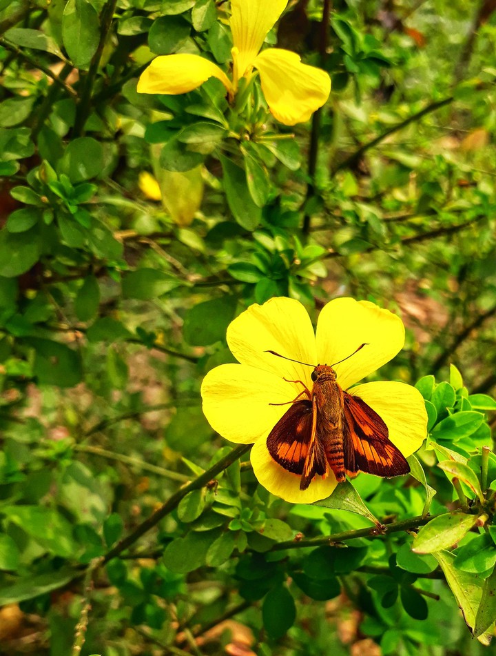 Pollination