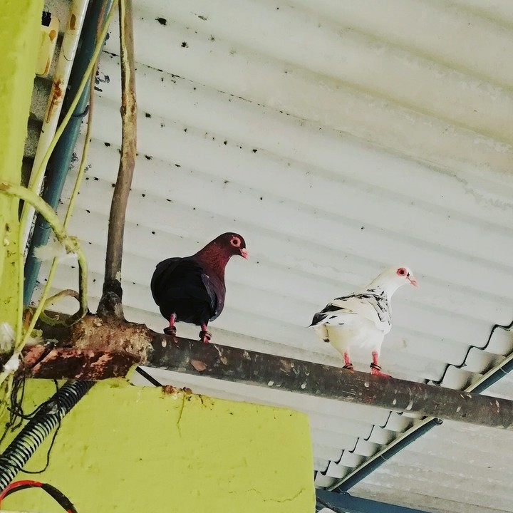 pigeon