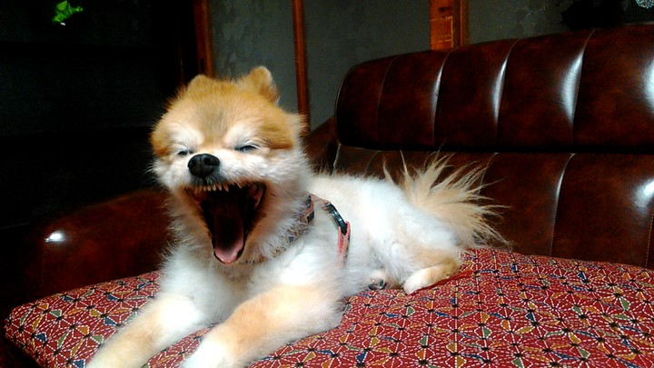 sleepy pomeranian