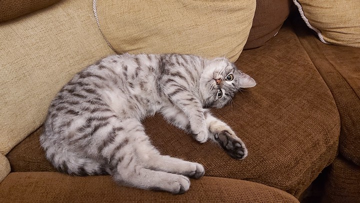 cat