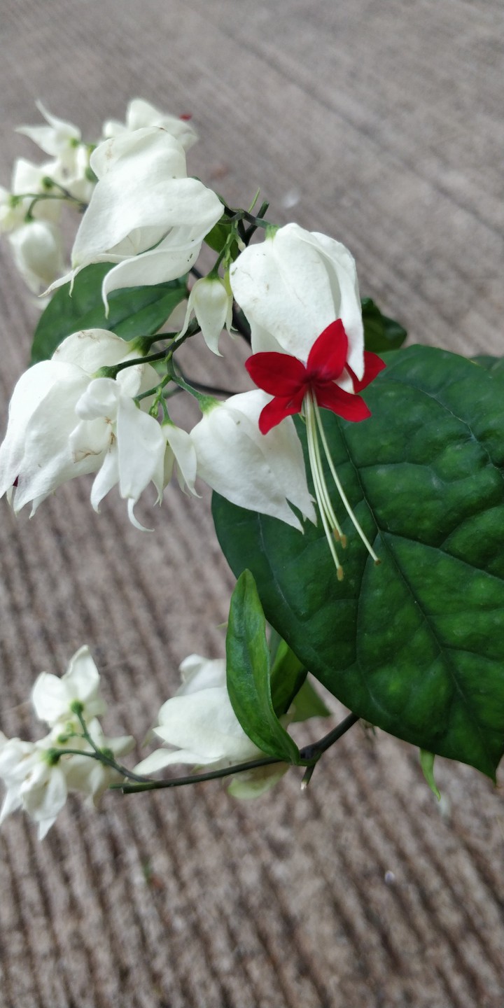 white & red