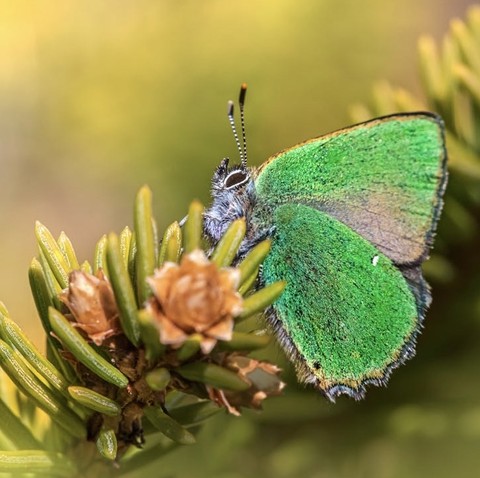 sfondi pollinator, butterfly