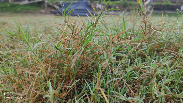 GREEN GRASS