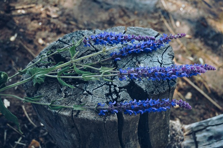 flower
