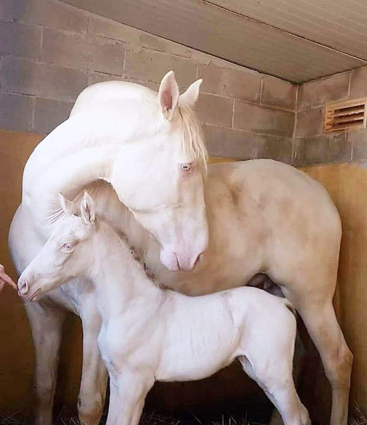 horse
