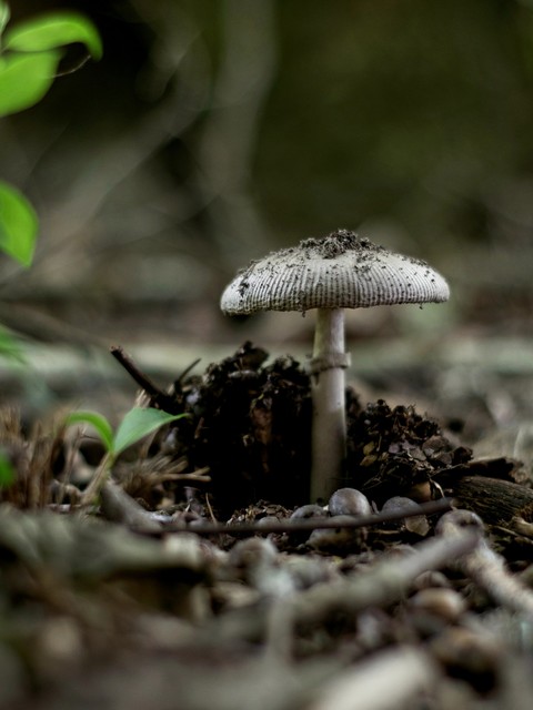 shroom