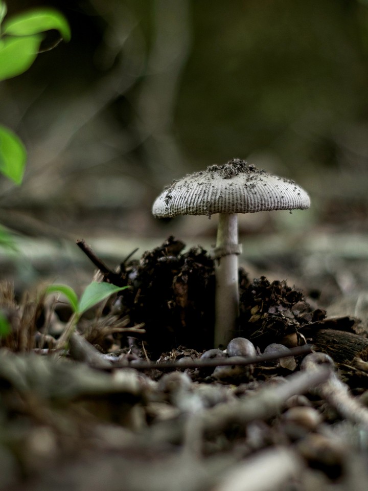 shroom