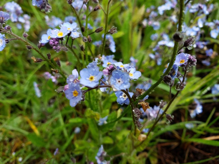 flowers