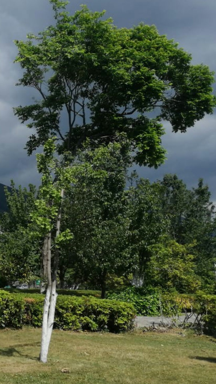 beautiful nature