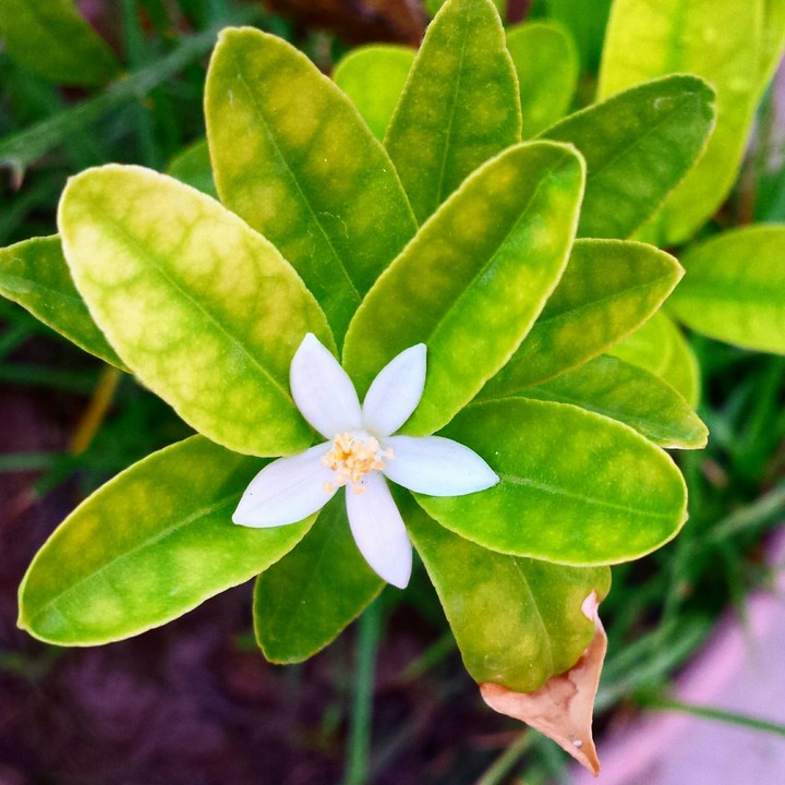 white flower in green leafs