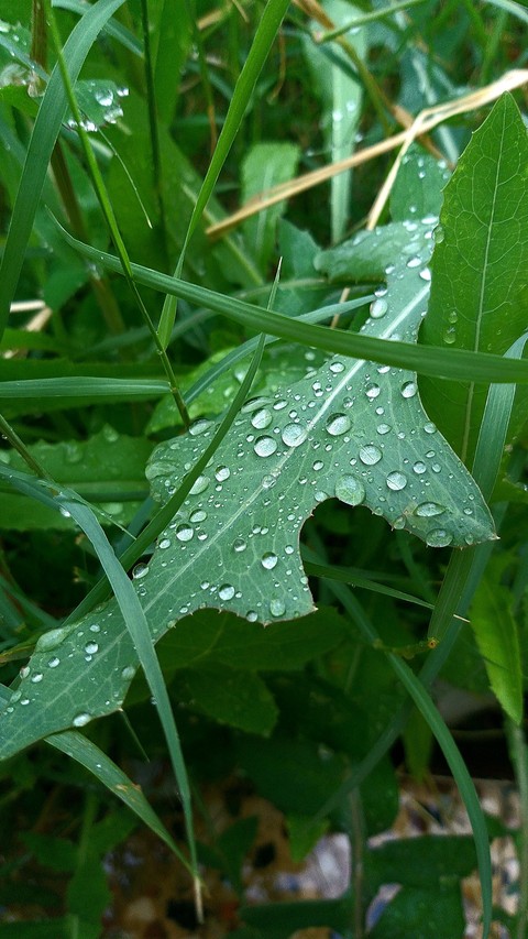 خلفيات grass, Water