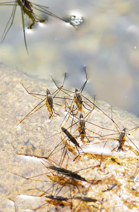 parasitism, arthropod háttérképek