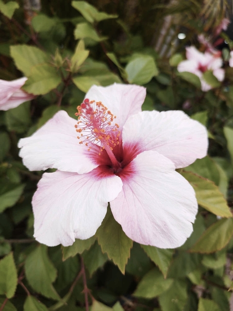 Flower, Petal, Plants