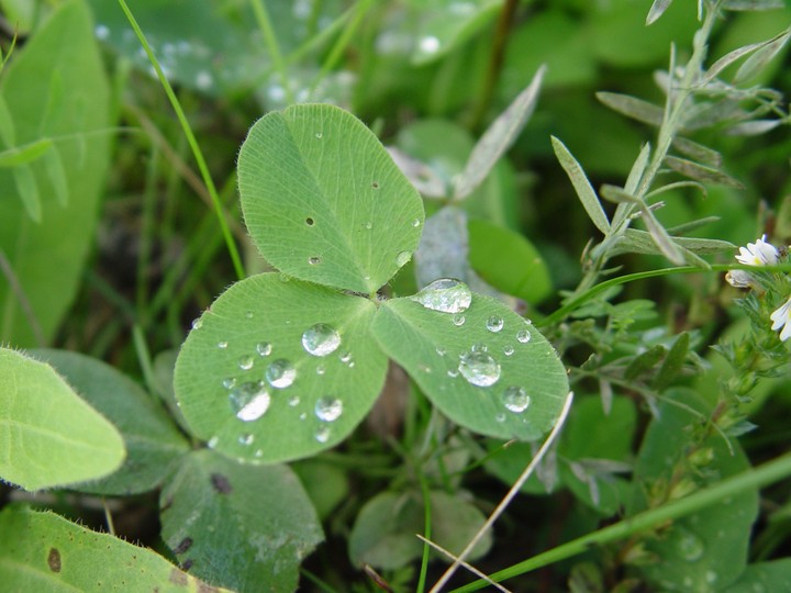 nature2
