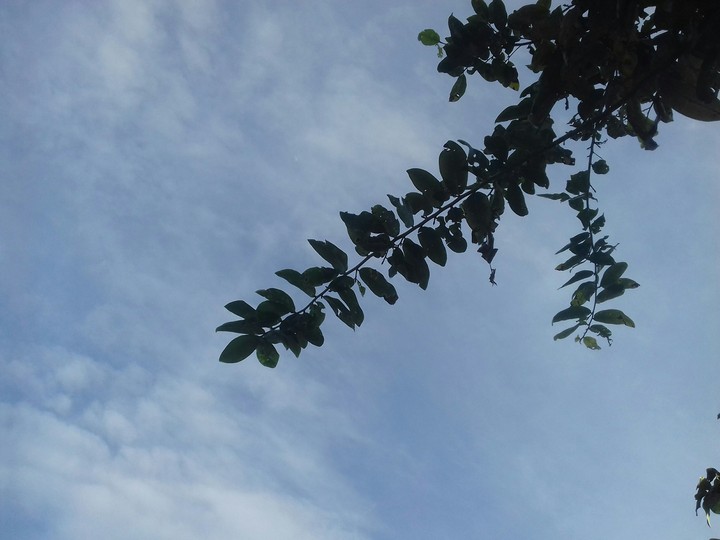 sky and tree