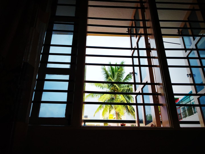 coconut tree through a window