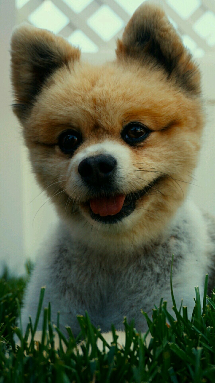 pom