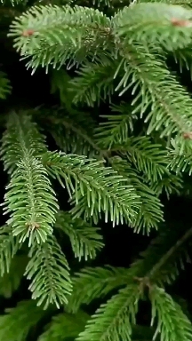 Вечно зеленый релакс