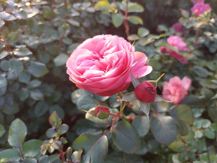 Rose