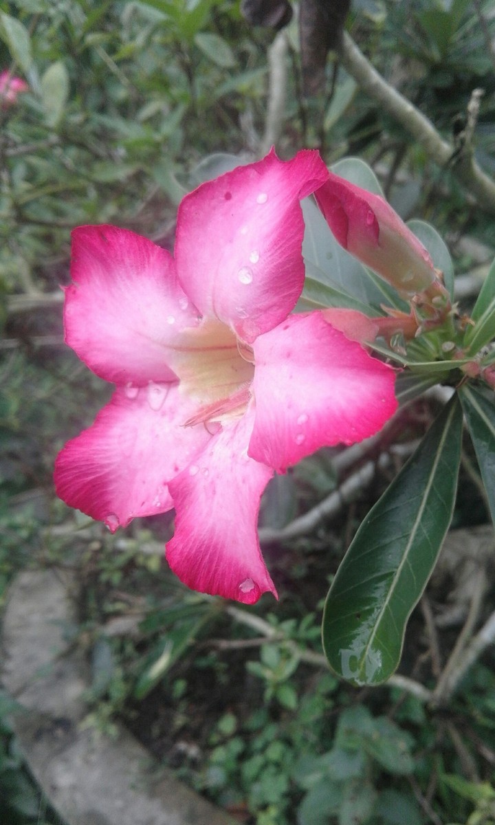 The Flower