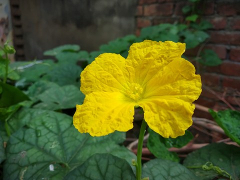 beautiful yellow flower