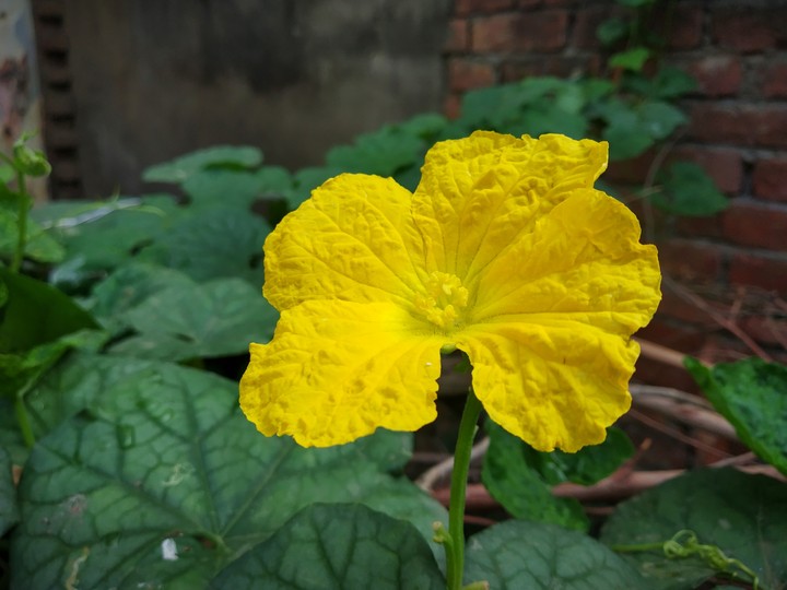beautiful yellow flower