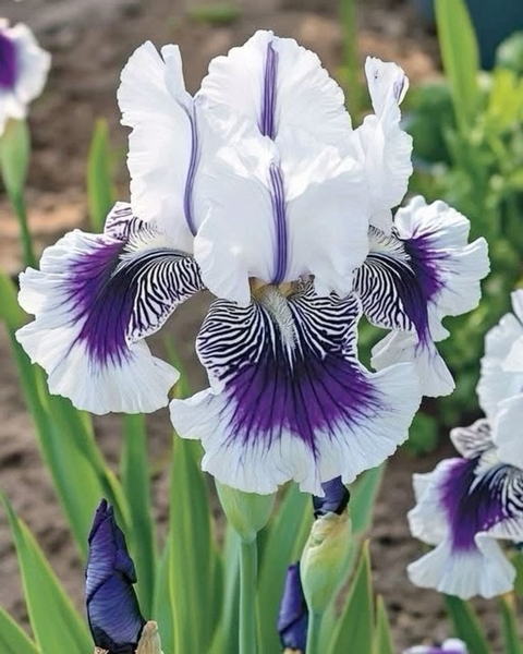 flower, wildflower wallpapers