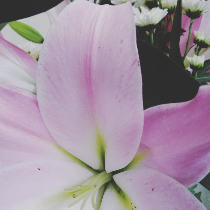 Blüte