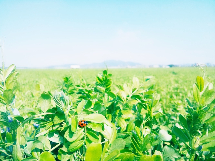 ladybug♪